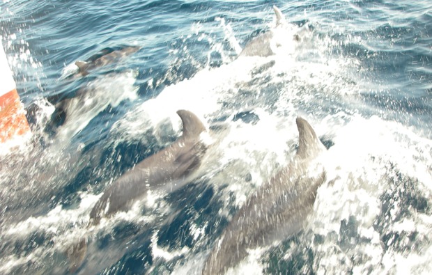 Sportboot Führerschein Köln