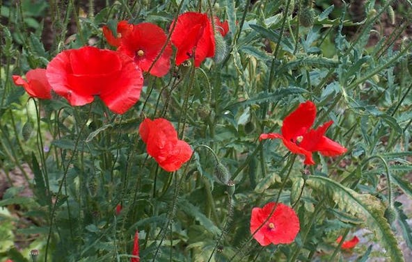 Kräuterwanderung Pliezhausen