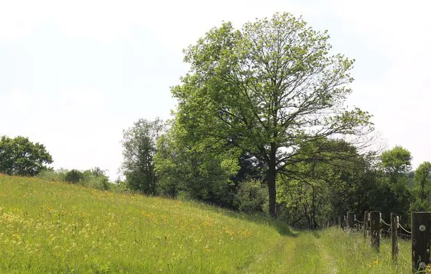 Kräuterwanderung Pliezhausen - 5