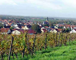 Wildkräuterwanderung durch die Weinberge Worms - 6