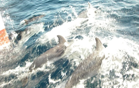 Sportboot Führerschein Rheinbach