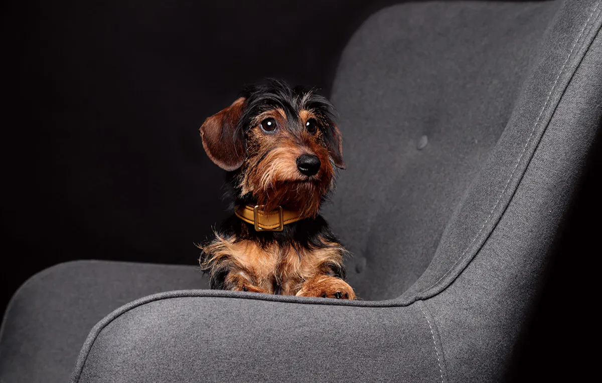 Tier Fotoshooting Essen - 5