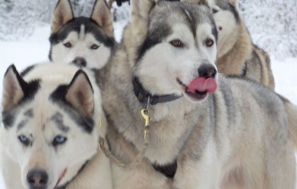 Schlittenhundefahrt Bad Herrenalb für 2