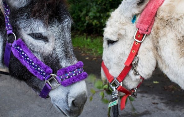 Esel Trekking Birstein