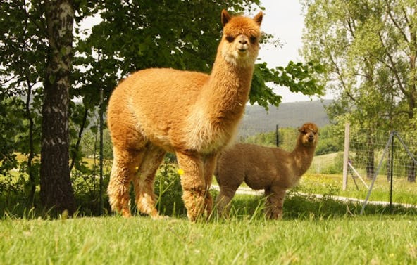 Alpaka Wanderung Bockau für 2