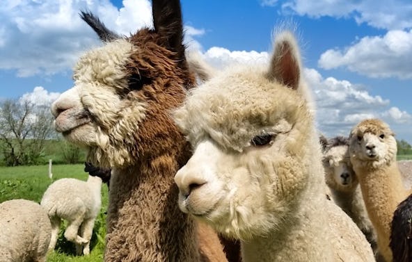 Alpaka Wanderung Übersee für 2