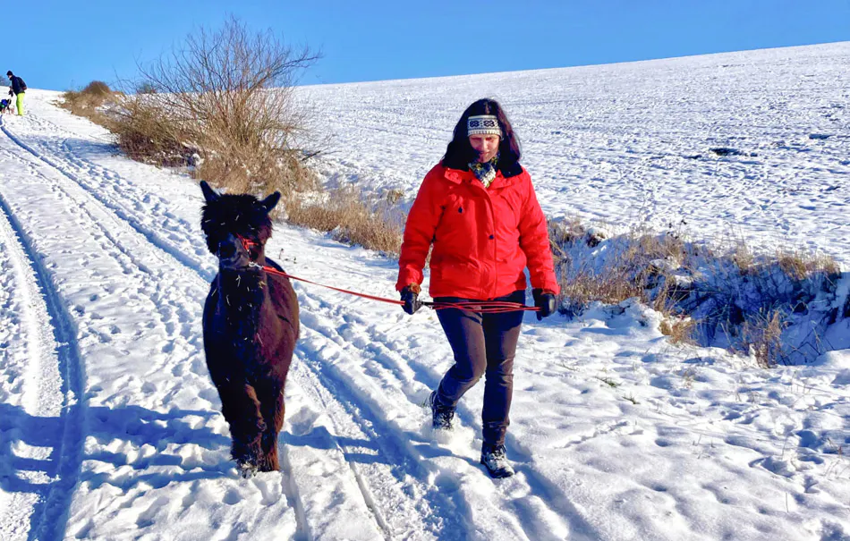 Alpaka Wanderung mit Glühwein Arnstein - 5