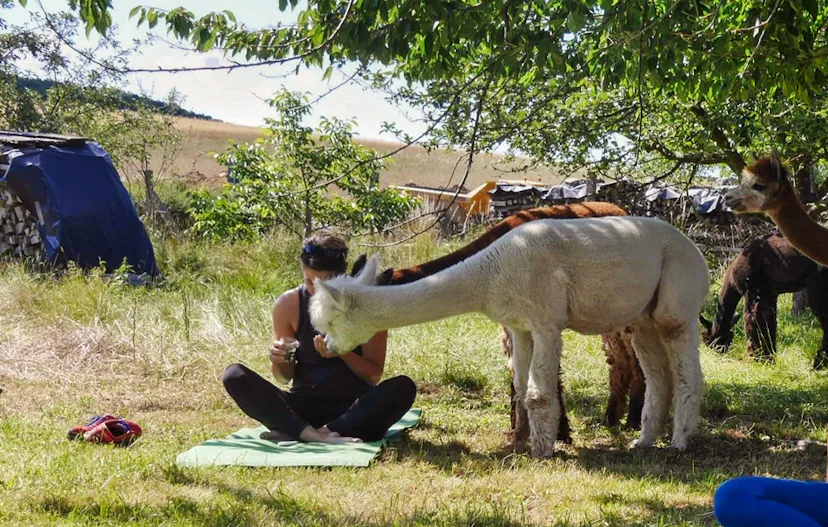 Yoga auf der Alpakawiese Arnstein