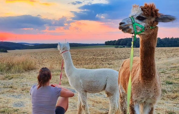 Alpaka Wanderung Arnstein für 2