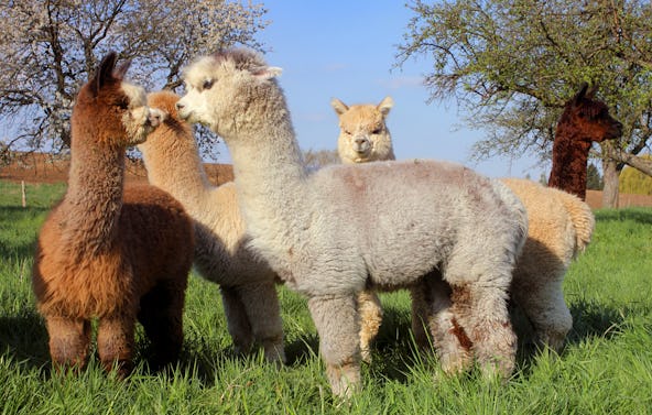 Alpaka Spaziergang Wiederoda für 2