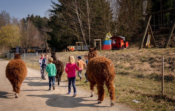 Alpaka Spaziergang Dasing