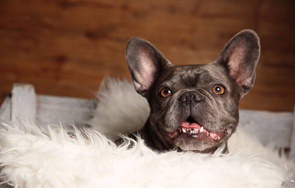 Tier Fotoshooting Wiesbaden