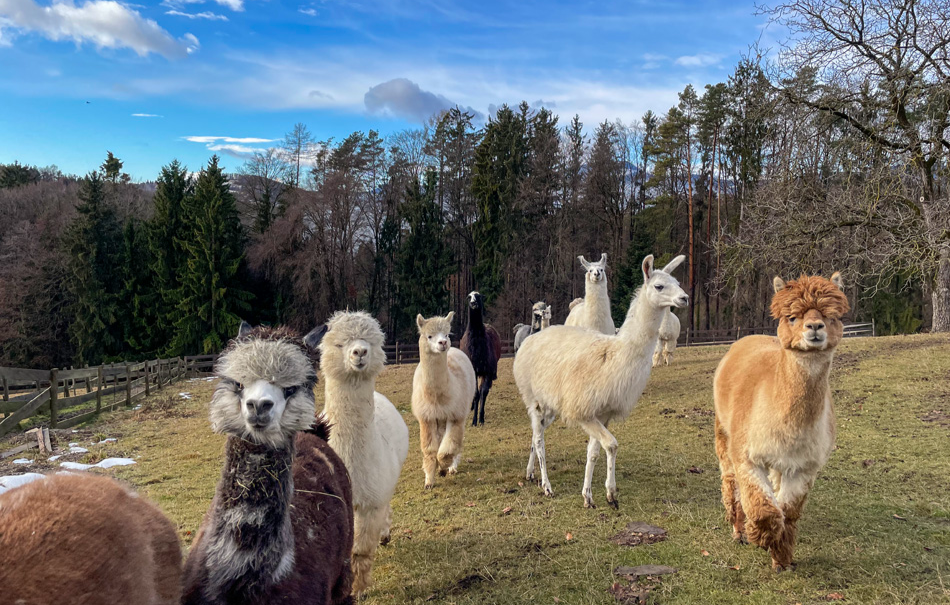 Alpaka Wanderung Tragöß für 2