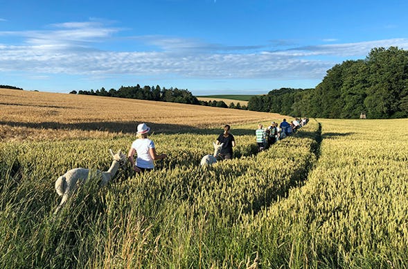 Alpaka Wanderung Raum Dachau (2,5 Std.)