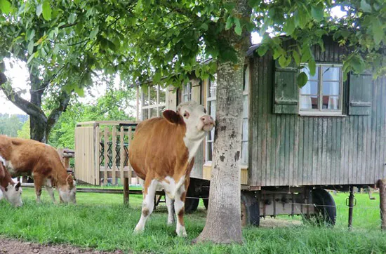 Familien-Landurlaub mit Übernachtung im Bienenwagen - 5