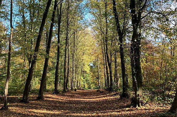 Waldbaden in Sonsbeck für Frauen (3,5 Std.) - 2