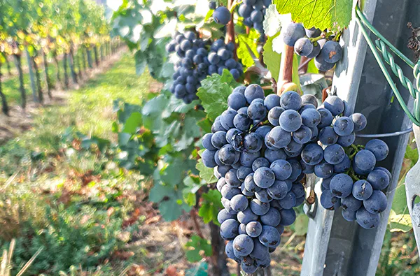 Weinbergwanderung in Bad Neuenahr-Ahrweiler - 2