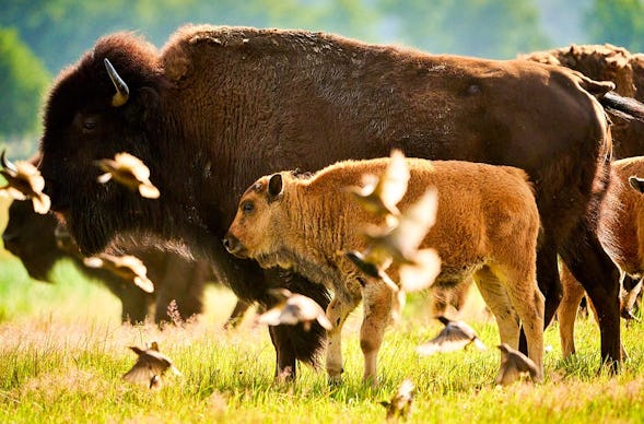 Bison Erlebnistag Wermsdorf