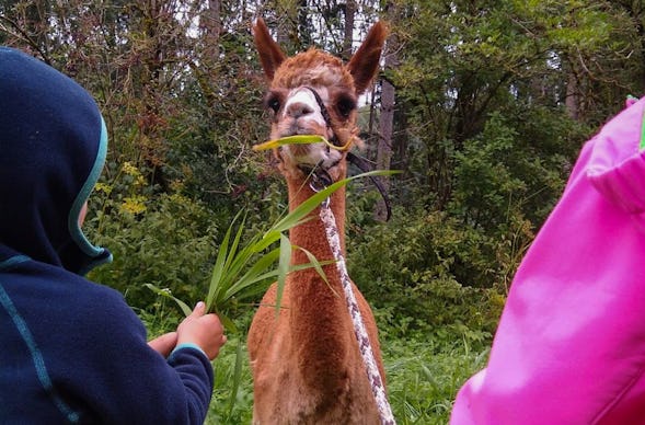 Alpaka Spaziergang für 2 Waldenbuch