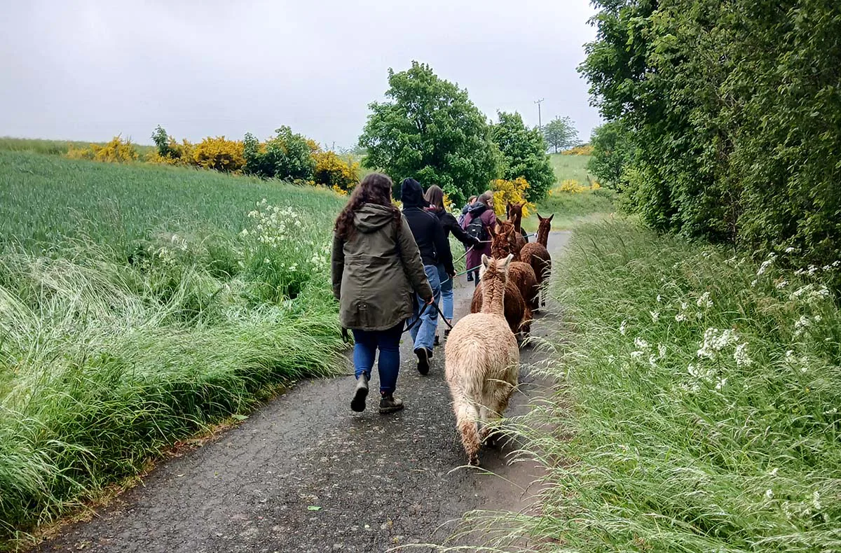 Alpaka-Trekking-Tour für 2 Plütscheid (6 Std.) - 2