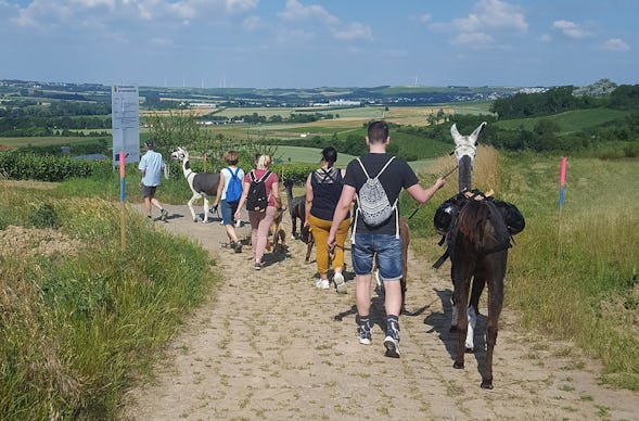 Alpaka-Trekking-Tour für 2 Stadecken-Elsheim