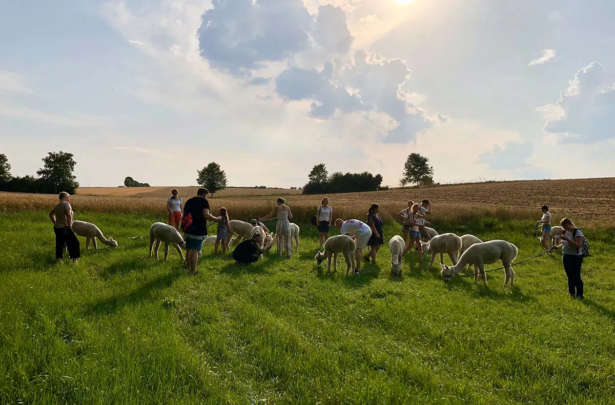 Alpaka Trekking Raum Dachau (4,5 Std.) - 3