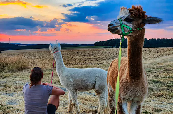 Alpaka Wanderung Arnstein