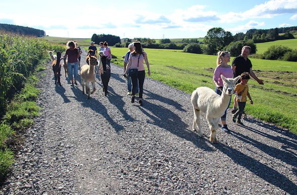 Alpaka Wanderung Brigachtal