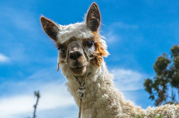 Alpaka Wanderung Dasing