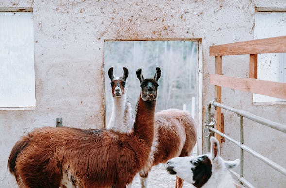 Alpaka Wanderung Linz