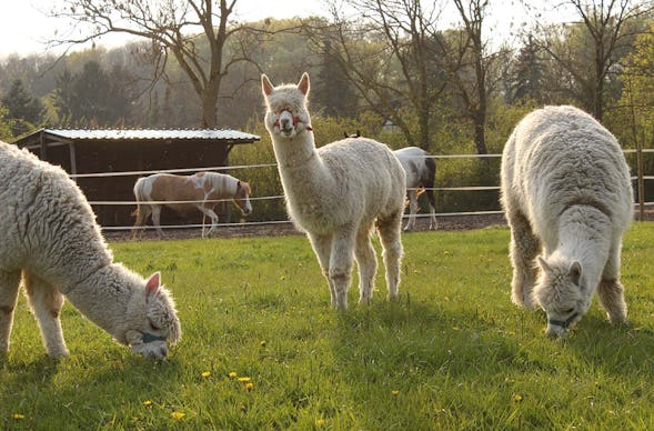 Alpaka Wanderung für 2 Münster