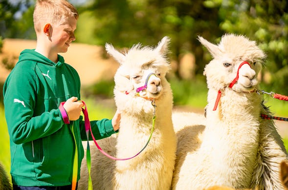 Alpaka Wanderung für 2 Eichendorf