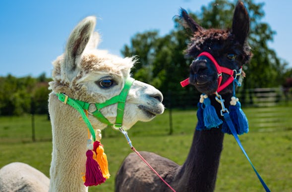 Alpaka Wanderung für 2 Petershagen