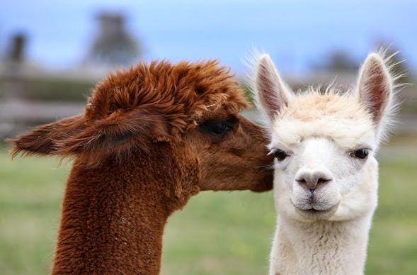 Alpaka Wanderung Halle