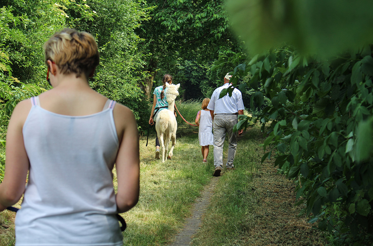 Alpaka Wanderung Hamberge
