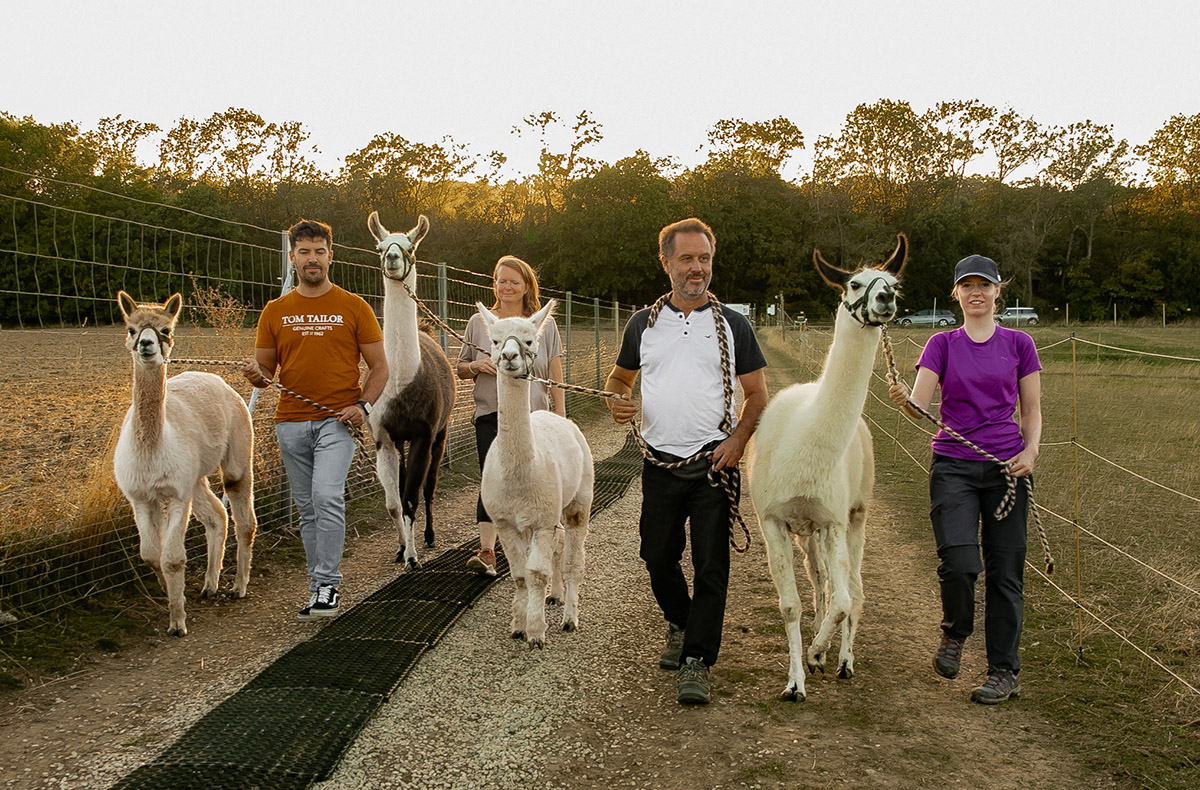 Alpaka und Lama Wanderung Mödling
