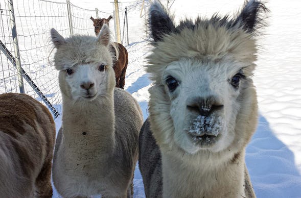 Alpaka Wanderung St. Egidien
