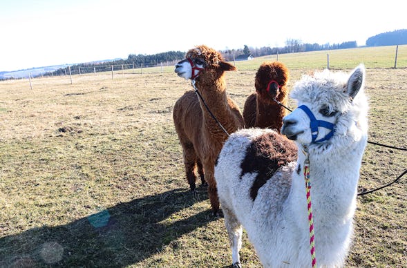 Alpaka Wanderung Untrasried