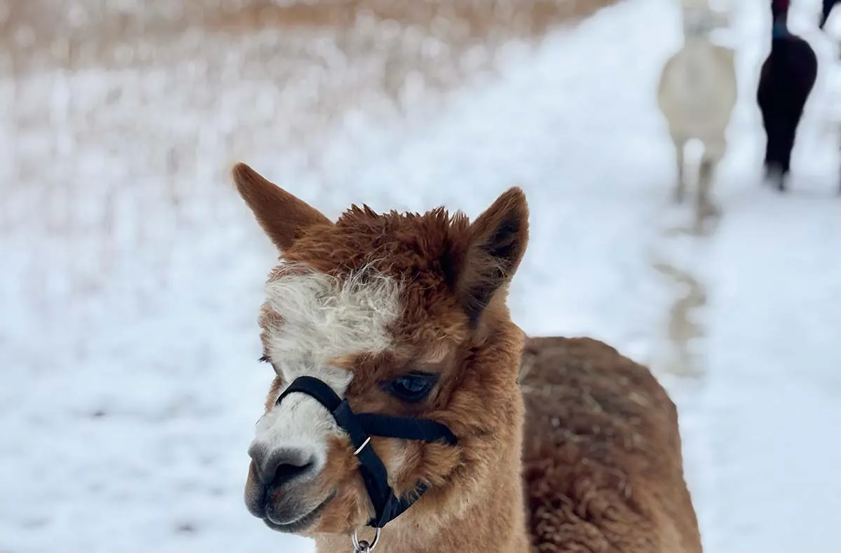 Alpakaspaziergang im Winter durch den Naturpark Augsburg