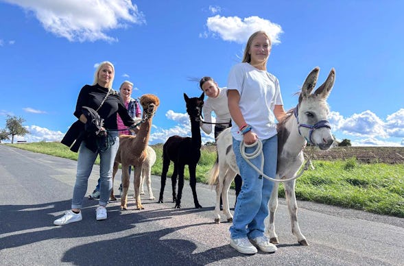 Alpakawanderung Langenfeld