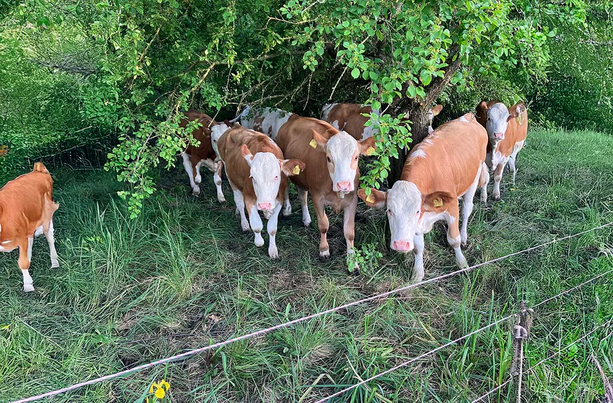 Bauernhof Besuch Mertingen