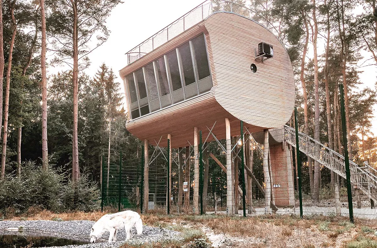 Außergewöhnlich Übernachten im Baumhaus im Wolfcenter Dörverden für 2 (1 Nacht) - 4
