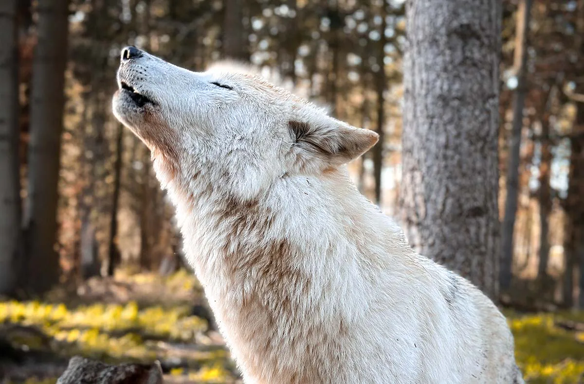 Außergewöhnlich Übernachten im Baumhaus im Wolfcenter Dörverden für 2 (1 Nacht) - 6