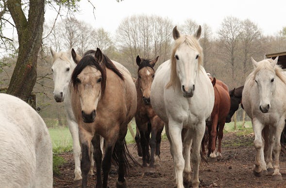 Berittenes Bogenschießen Neustadt am Rübenberge