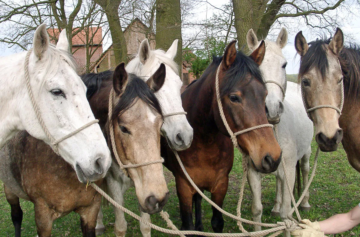 Berittenes Bogenschießen Neustadt am Rübenberge - 4