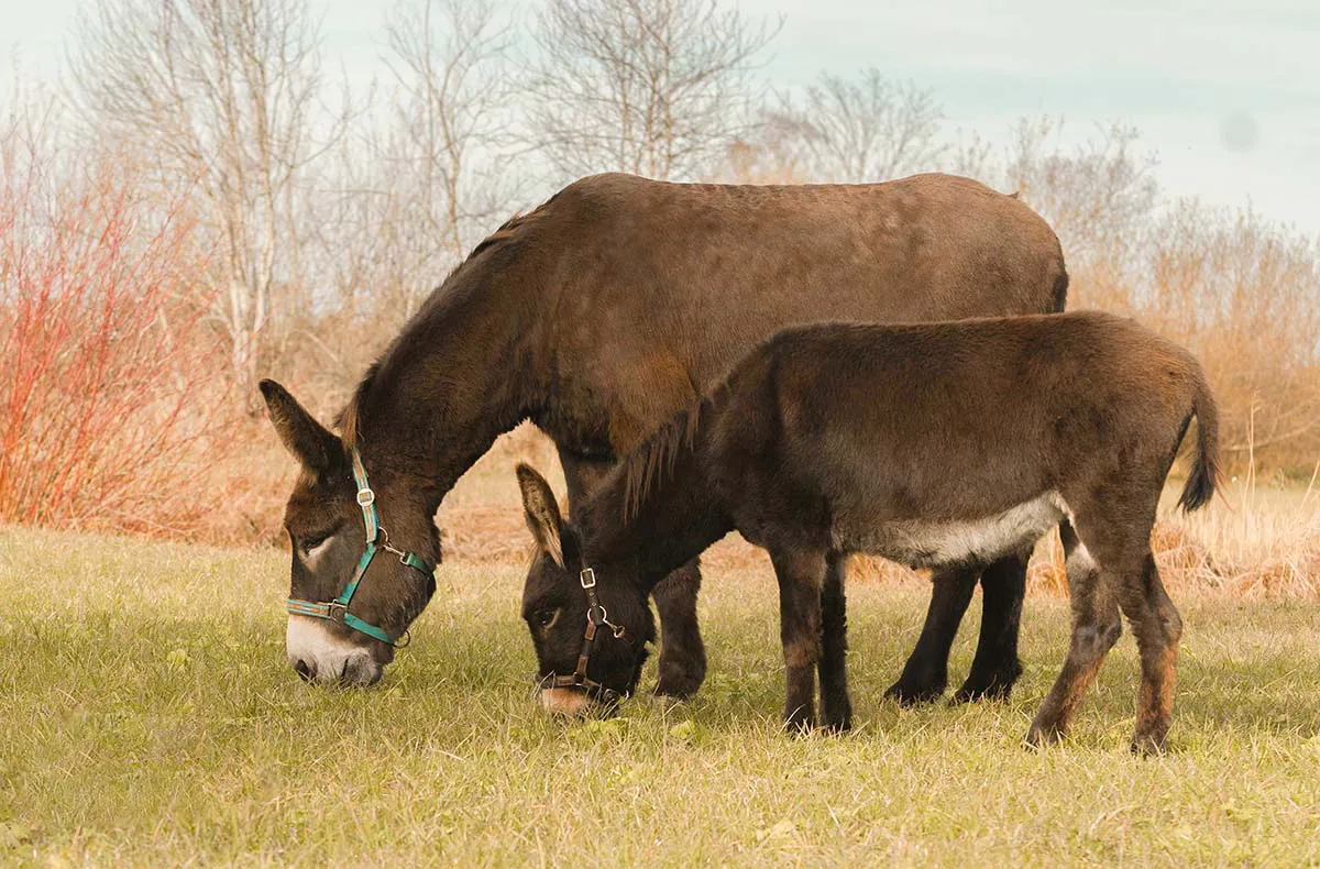 Eselwanderung für 2 Pfronten
