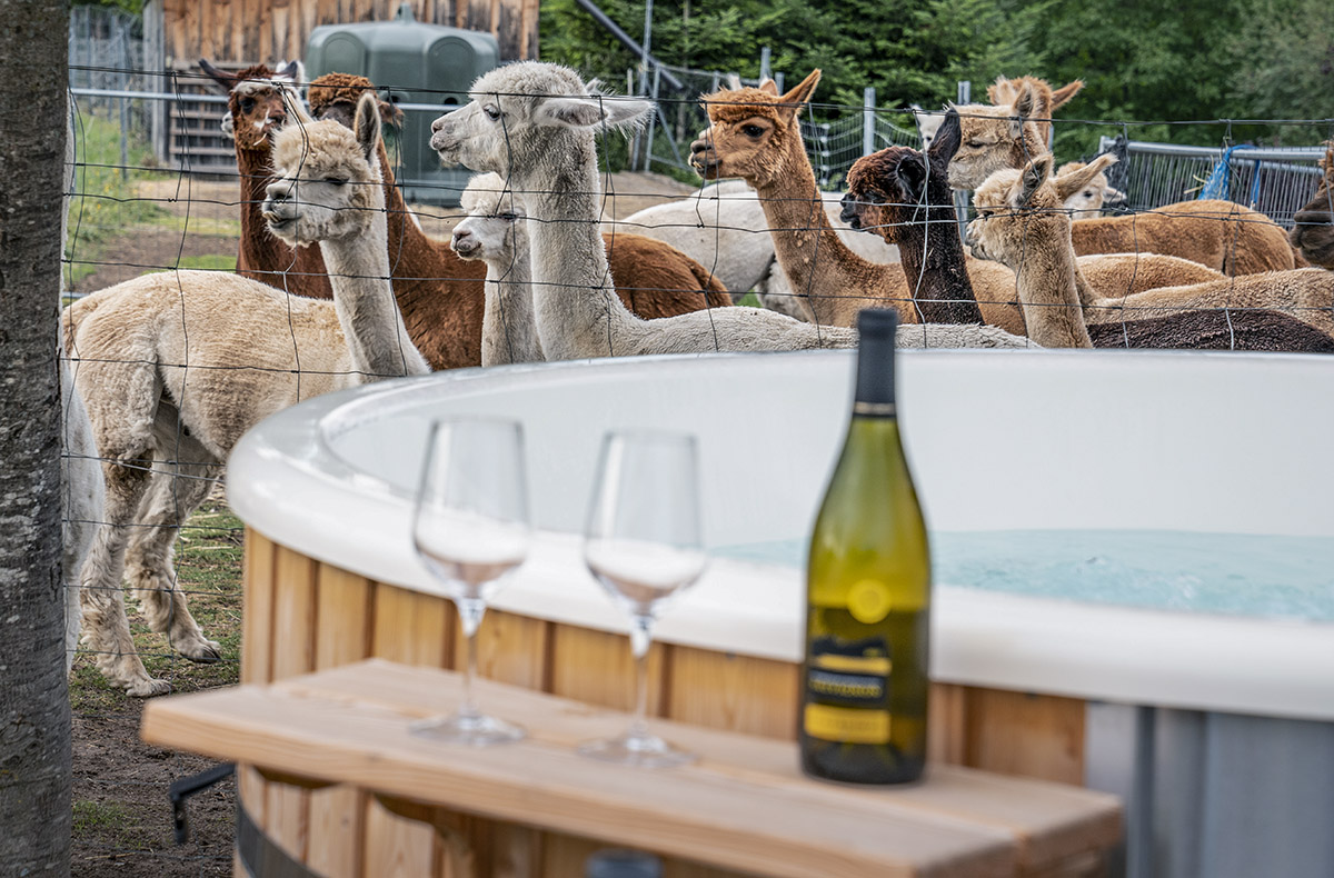 Exklusive Alpakawanderung Lechbruck am See für 2