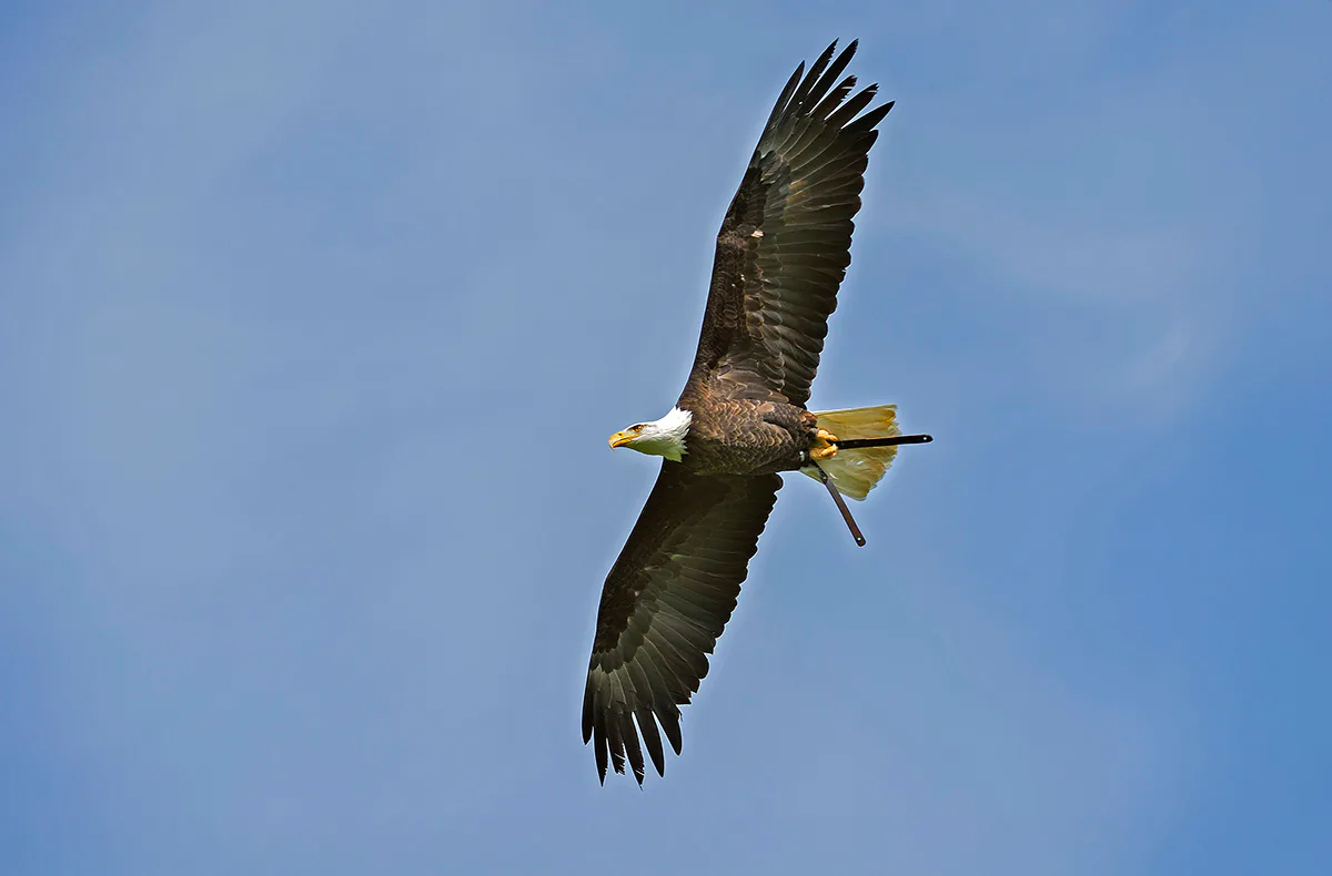 Falkner für einen Tag Riedenburg (Weißkopfseeadler) - 4