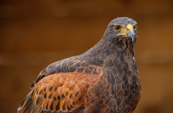 Greifvogelwanderung Voerde