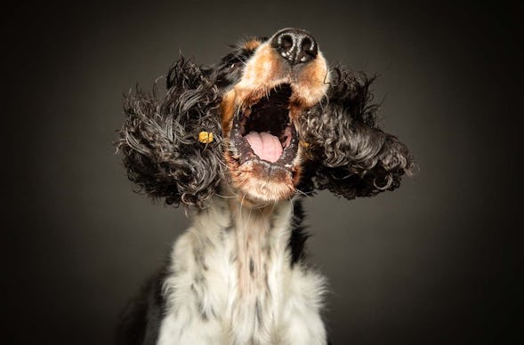 Hunde Fotoshooting Seevetal (Schnapp-Shooting)